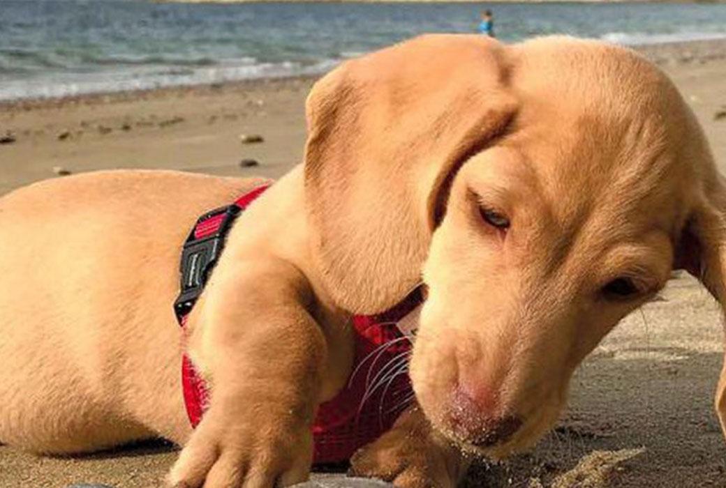 Dogs are very welcome to the Isle of Wight