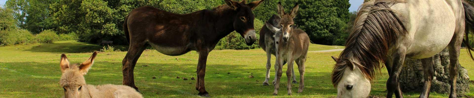 Explore caravan parks in Hampshire