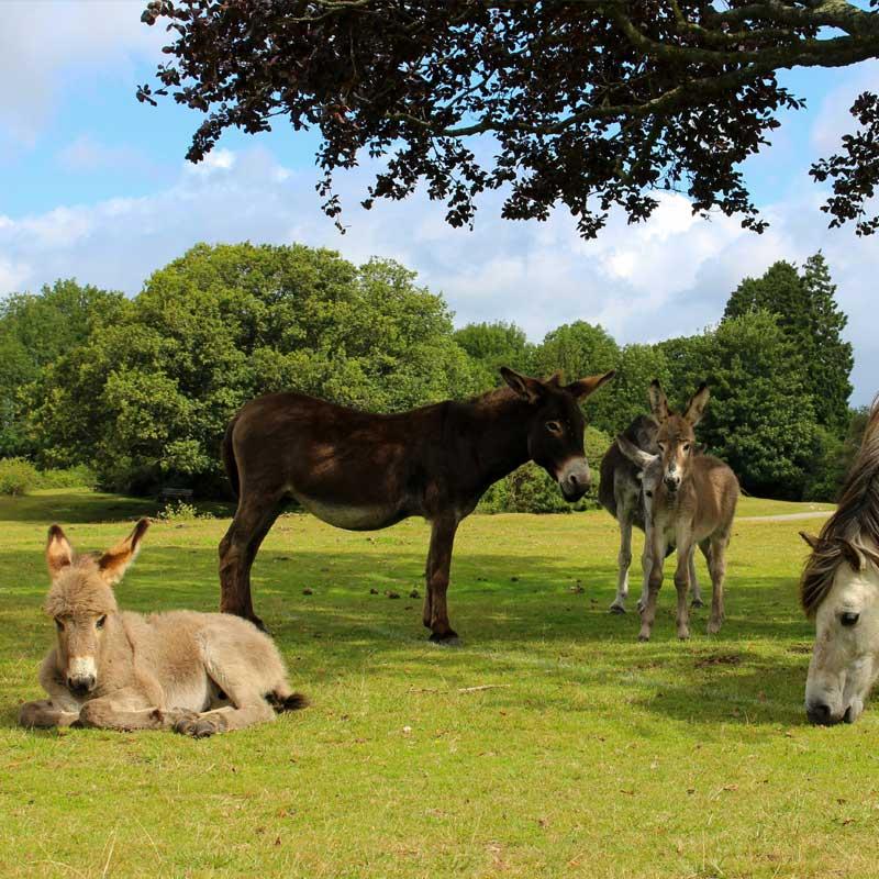 Explore caravan parks in Hampshire