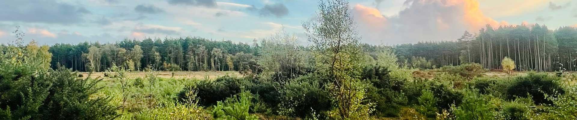 Explore caravan parks in Ringwood