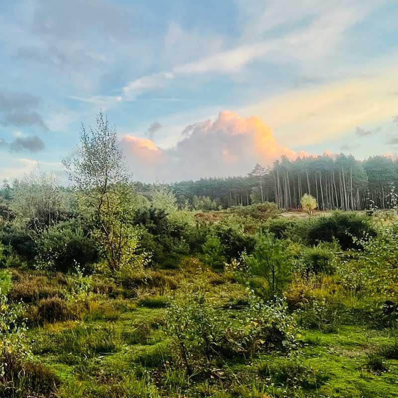 Explore caravan parks in Ringwood