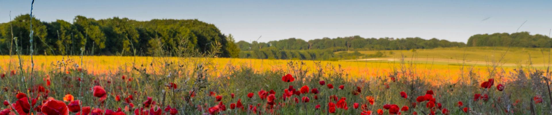 Explore caravan parks in Wimborne