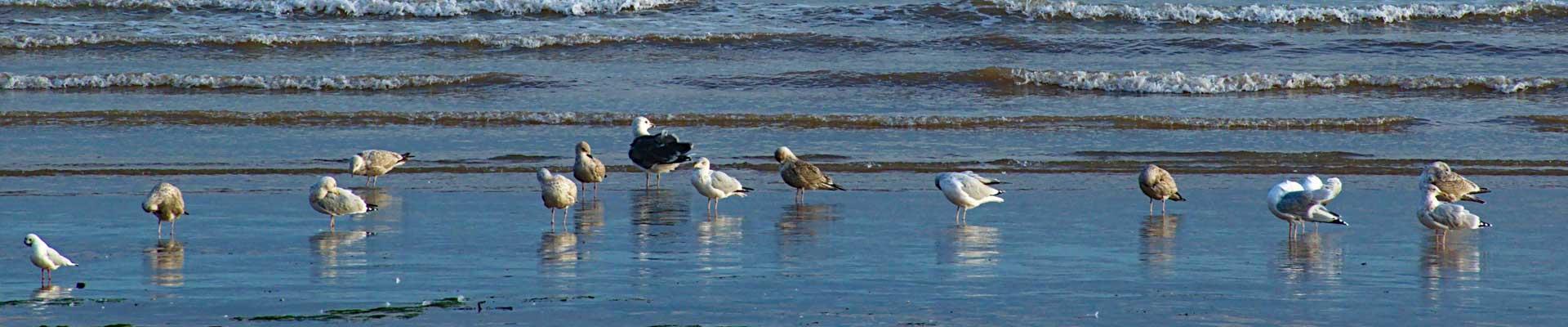 Explore caravan parks near Withernsea