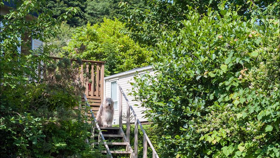 dog friendly caravans and lodges in cornwall