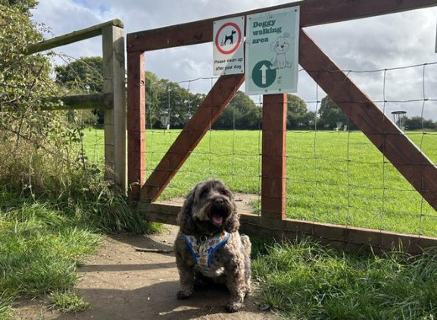 dog walking area at Sandy Balls Holiday Village
