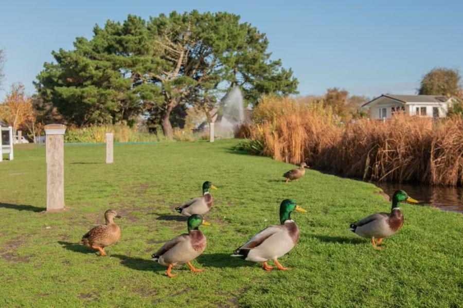 the ducks by the ponds at Wild Duck Holiday Park