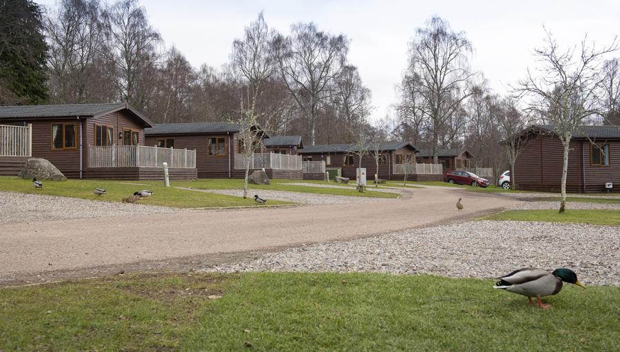 lodges in the woods at Tummel Valley Holiday Park