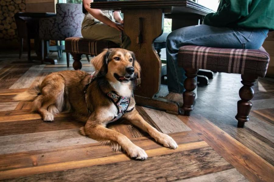 Kent Coast Holiday Park is dog friendly