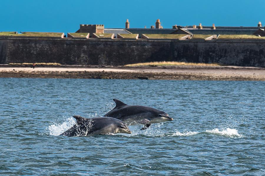 whale and dolphin watching near Burghead Holiday Park