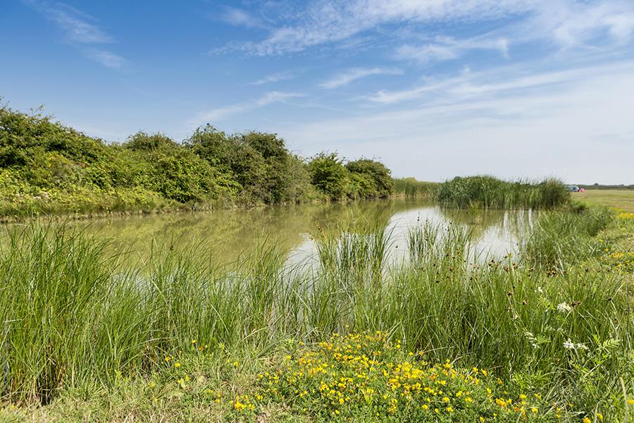the fishing lake for fishing holidays in Essex at Steeple Bay Holiday Park