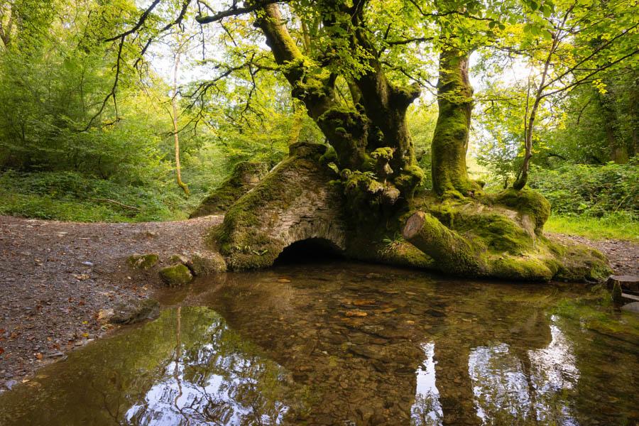 the valley with stream at Stowford Meadows Holiday Park