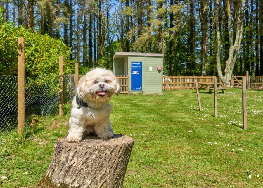 dog walking area at cornish meadows holiday park