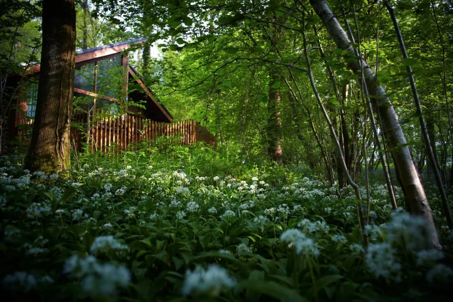 lodges in the woods at Forest of Dean