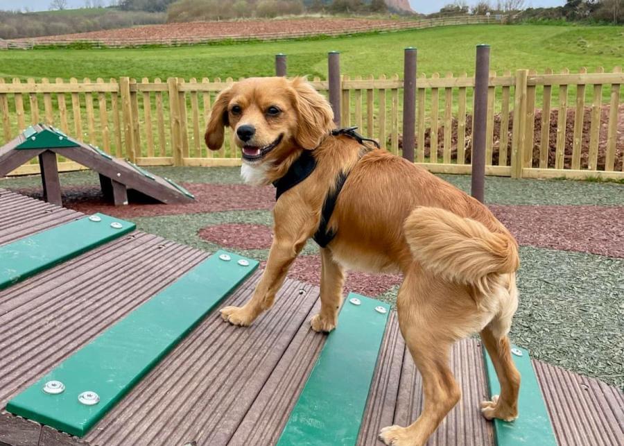 dog walking area with obstacles at Ladram Bay Holiday Park