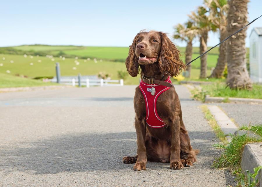 dog friendly holidays at sandymouth holiday resort near bude
