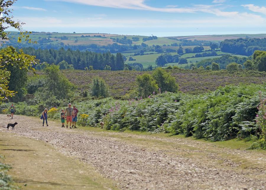 countryside around Webbers Country Park in Woodbury near Exeter in devon
