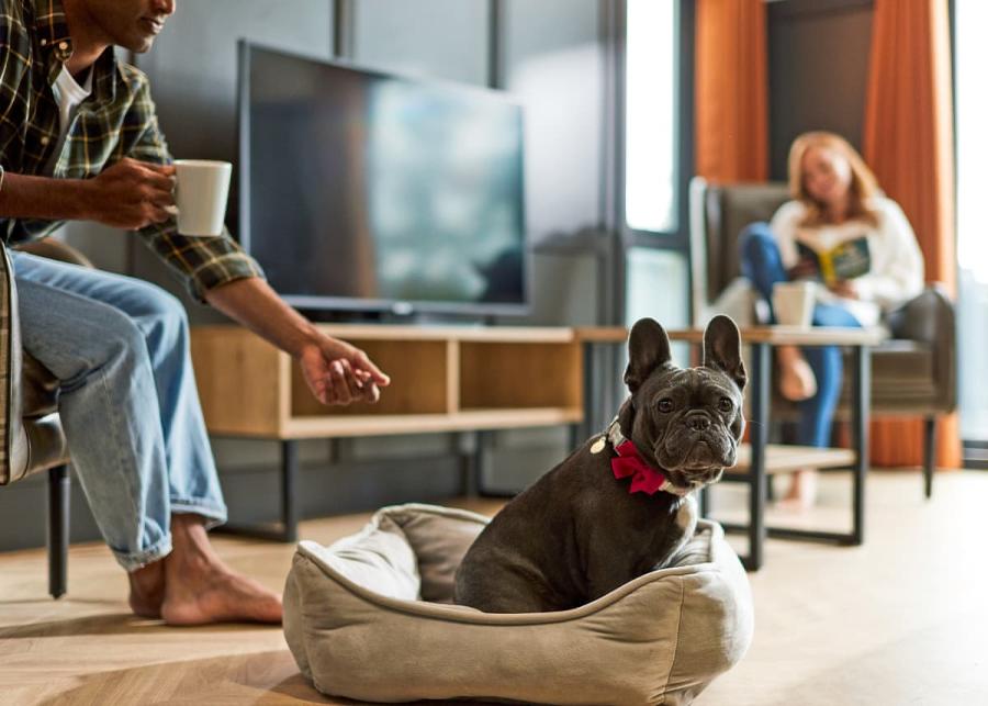 dog friendly lodges at rivendale lodge retreat 