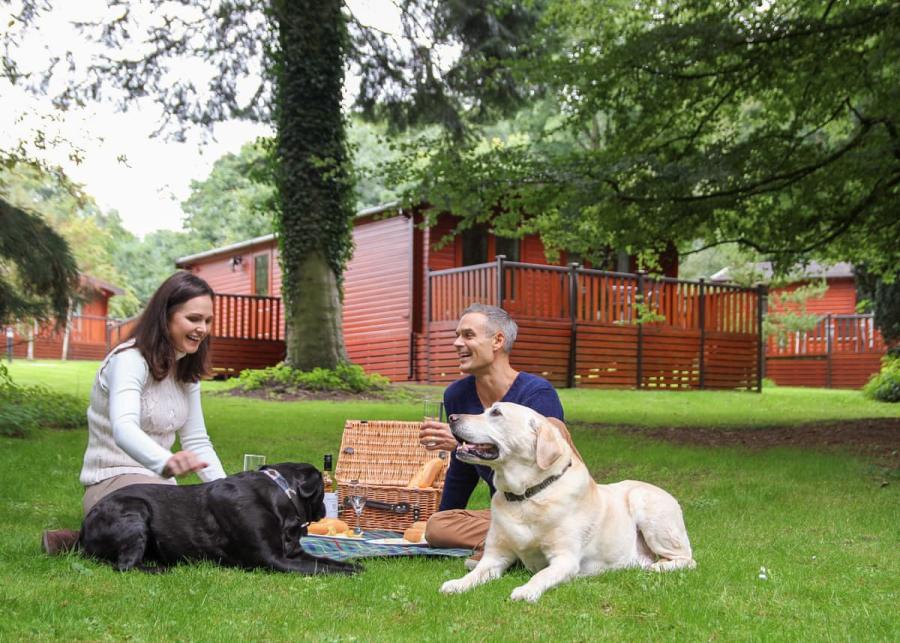 dog friendly lodge holidays at sandybrook lodge holiday park