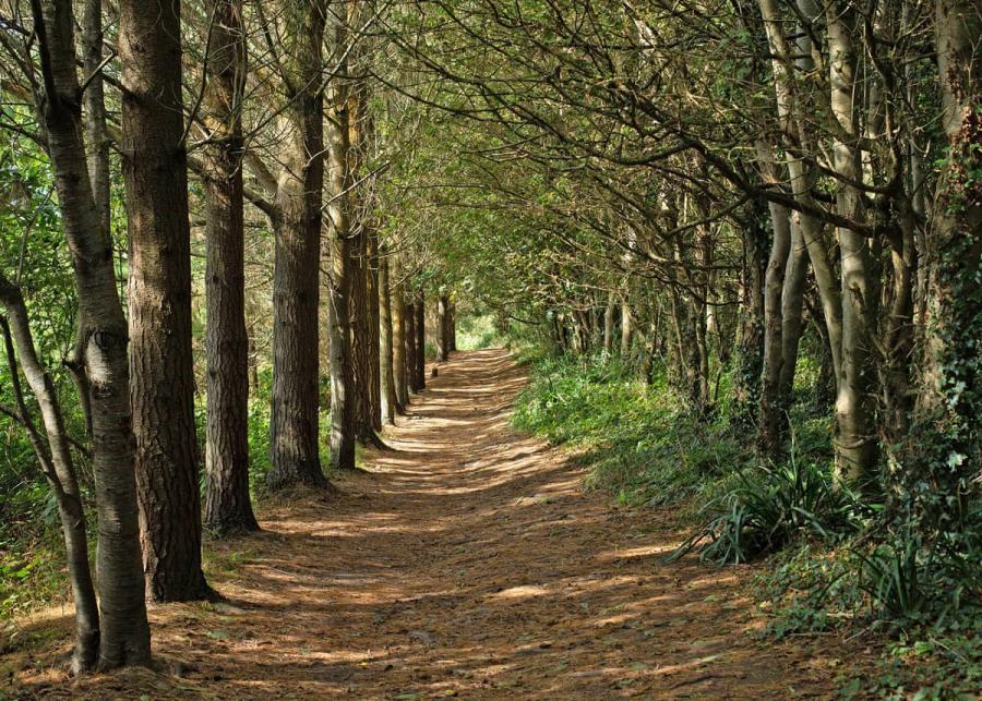 woodland walks nearby at sun haven holiday park in cornwall