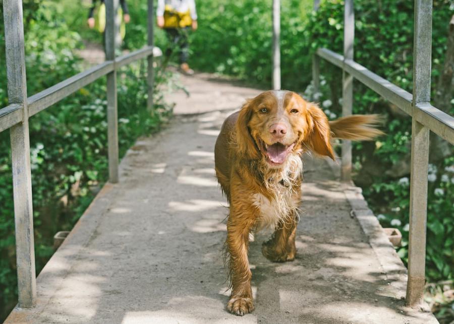 sun haven holiday park dog friendly