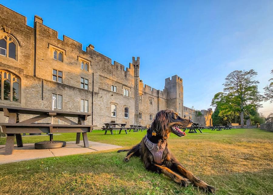 dog friendly at witton castle country park