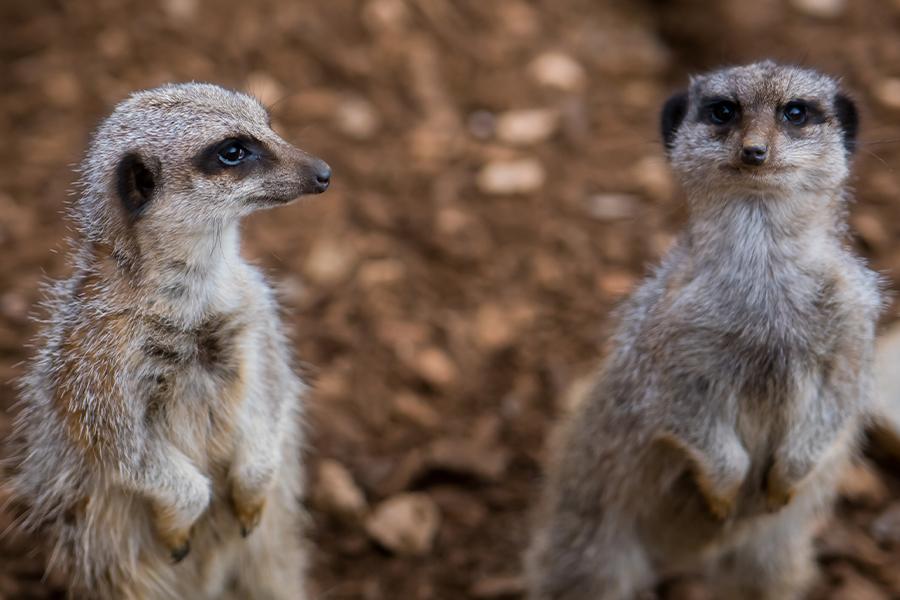 the meerkats at Woodlands Family Theme Park