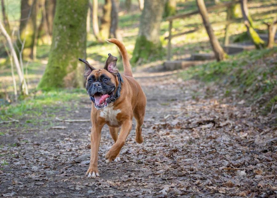 dog friendly brockwood hall lodges