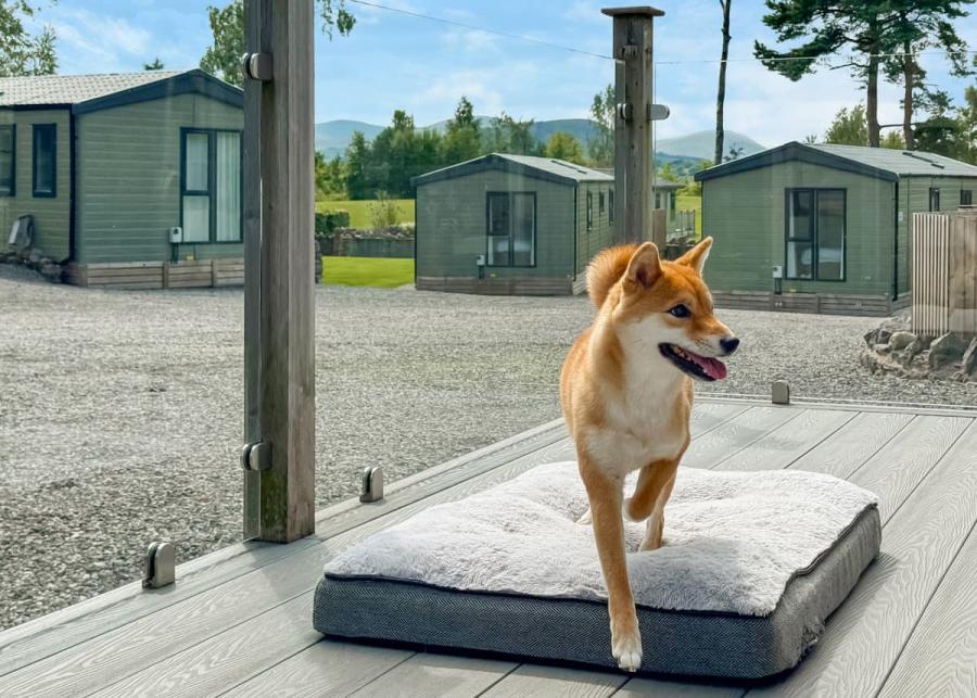 dog friendly at flusco wood holiday lodge park lake district