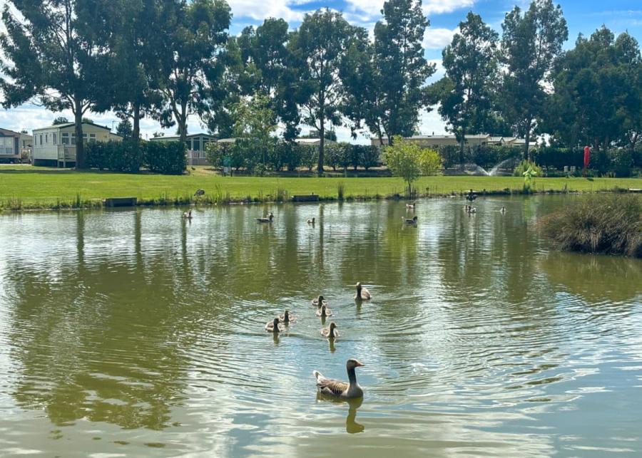 pine trees leisure park in skegness 