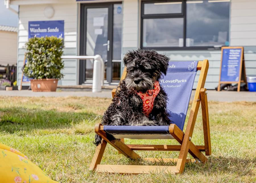 dogs welcome at waxham sands holiday park 