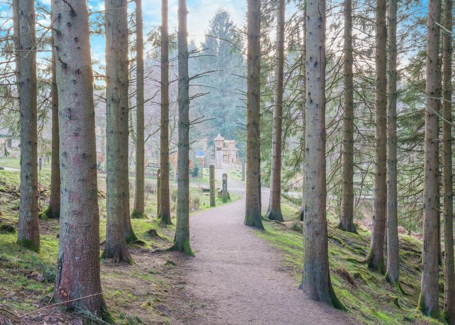 forest scenery at kielder waterside holiday park in northumberland