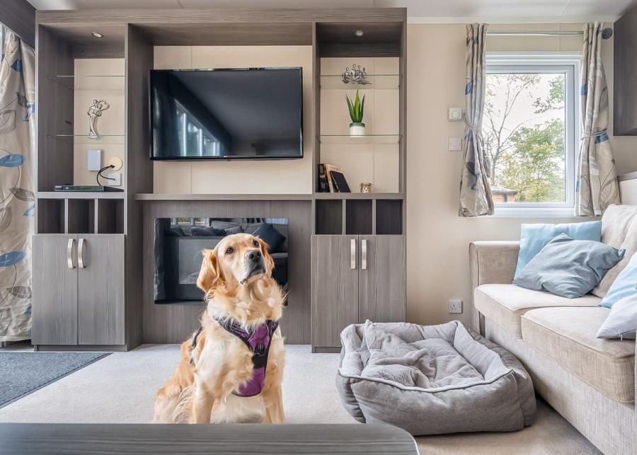 dogs welcome at mendip view at wookey hole in somerset