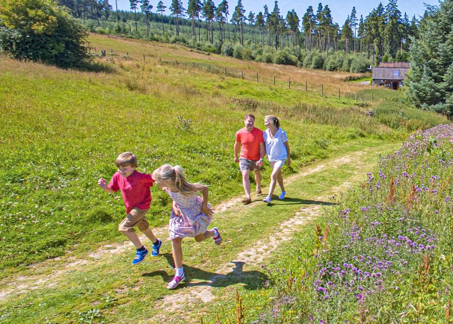 woodland walks at springhouse country park in hexham