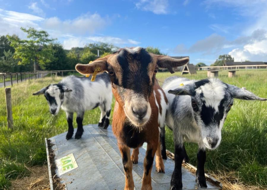 peckmoor farm lodges
