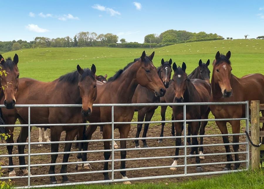 peckmoor farm lodges