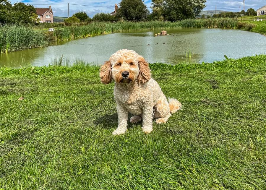 dog friendly at rookery manor lodges near weston-super-mare