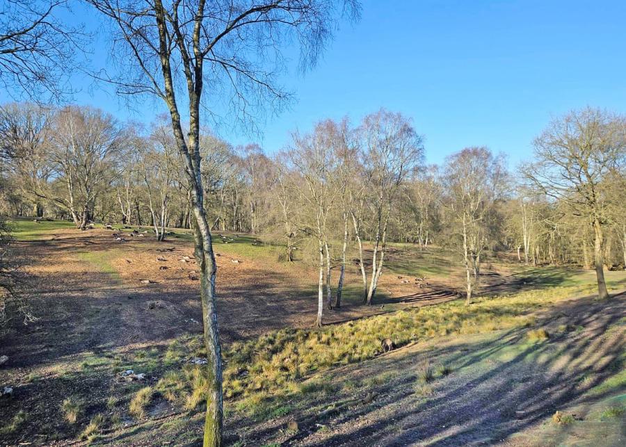 silver trees holiday park 