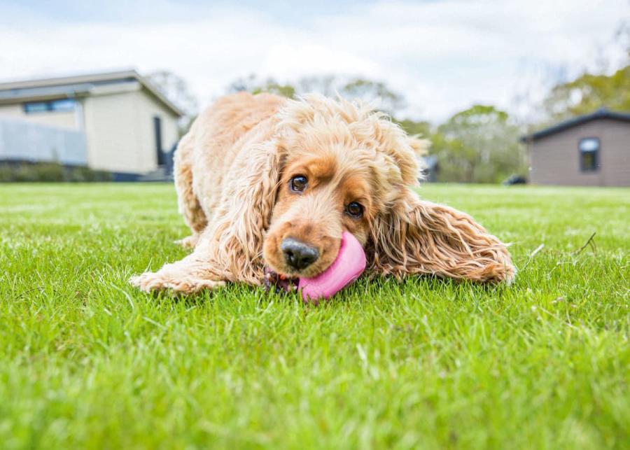 dog friendly beverley holiday park in beverley