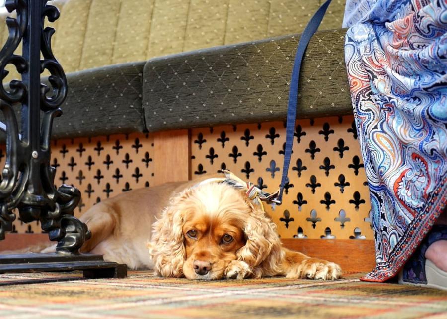 dog friendly at burton constable holiday park in sproatley