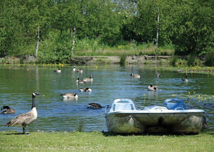 fishing at pickering lodges near pickering