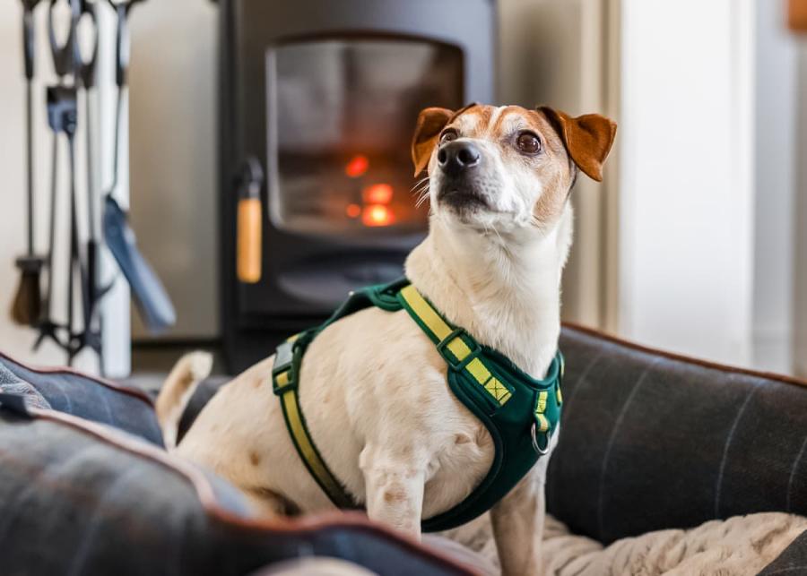 dog friendly lodges at willow pastures country park near hull