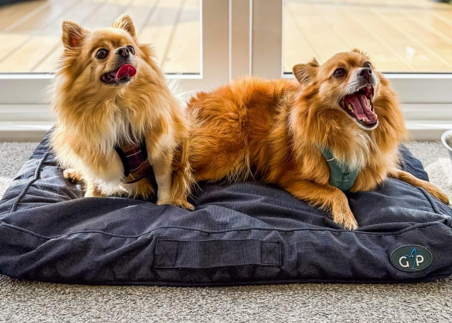 dog friendly health spa break at yorkshire spa retreat in york 