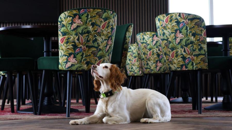 dog friendly bar for pet friendly holidays in Suffolk