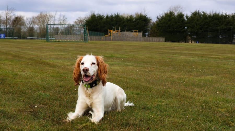 dog friendly walking area at Cakes and Ale Holiday Park