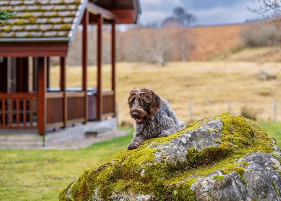 wildside highland lodges at loch ness