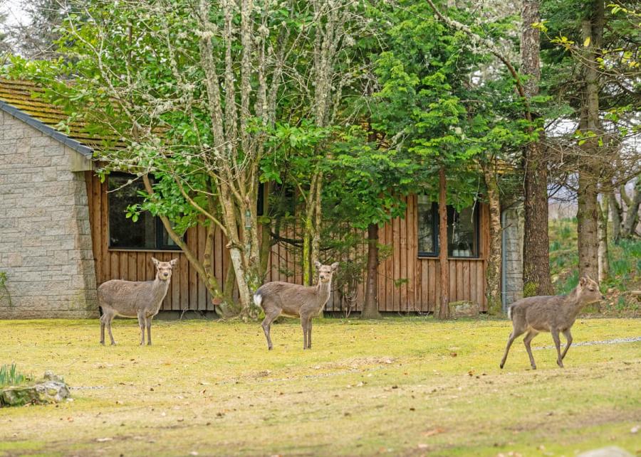 wildside highland lodges at loch ness