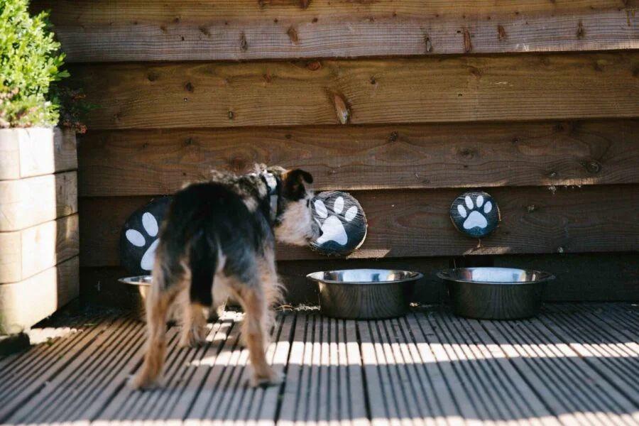 dog water bowls at Green Hill Farm Holiday Village