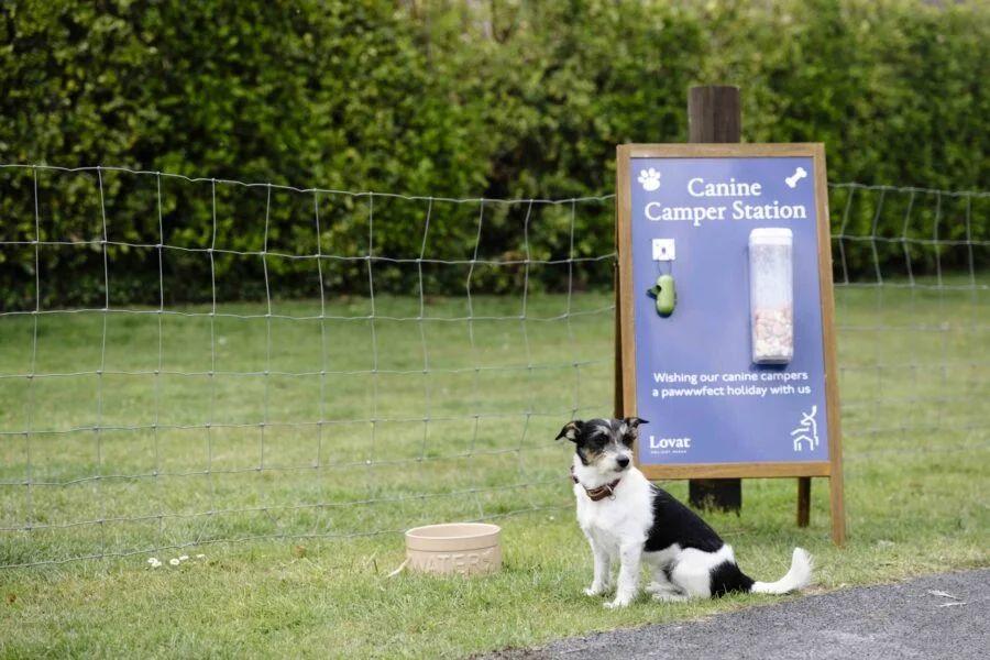 dog agility area at Padstow Holiday Village