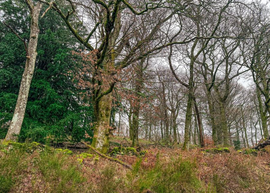 trossachs holiday park in aberfoyle